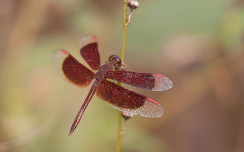 Painted Grasshawk photo 4