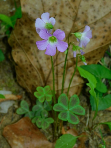 violet woodsorrel
