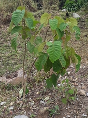 Croton magdalenensis