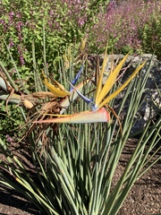 Strelitzia juncea