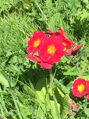 Primula × polyantha