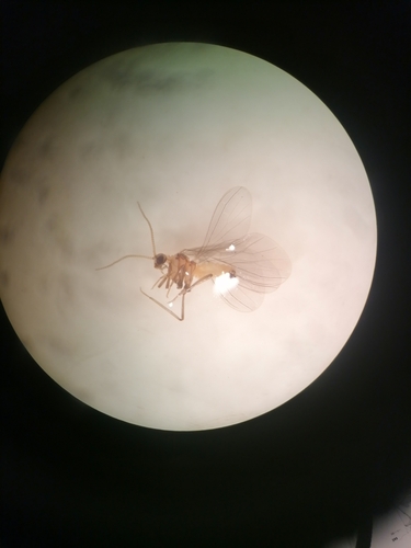 Coniopteryx esbenpeterseni