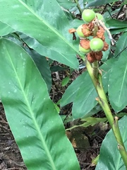 Alpinia hainanensis
