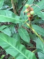 Alpinia hainanensis