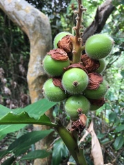 Alpinia hainanensis