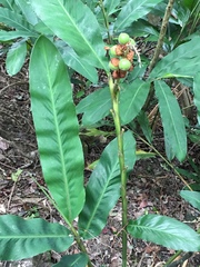 Alpinia hainanensis