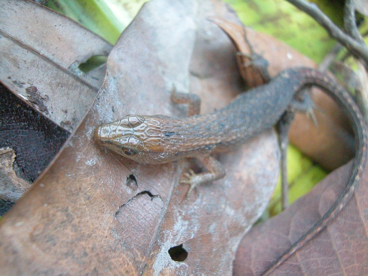 Alopoglossus angulatus (Linnaeus, 1758)