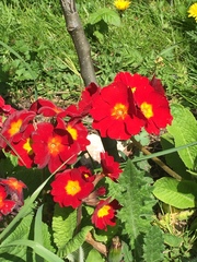 Primula × polyantha