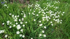 Rabelera holostea