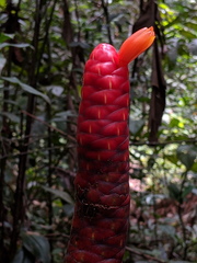 Costus scaber