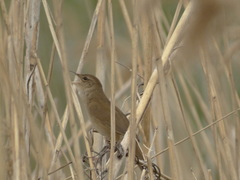Locustella luscinioides