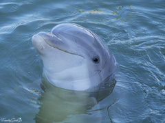 Tamanend's Bottlenose Dolphin photo 4