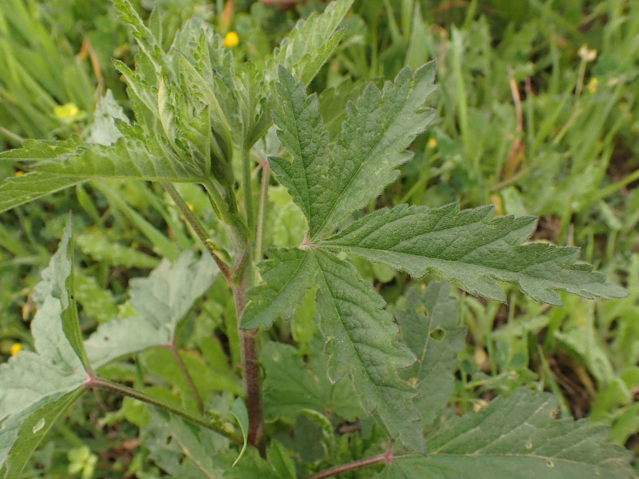 Imagem de Malva-cannabis