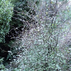 Olearia fragrantissima
