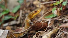 Stejneger's Bamboo Snake photo 2