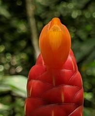 Costus scaber