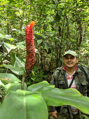 Costus scaber