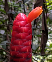 Costus scaber