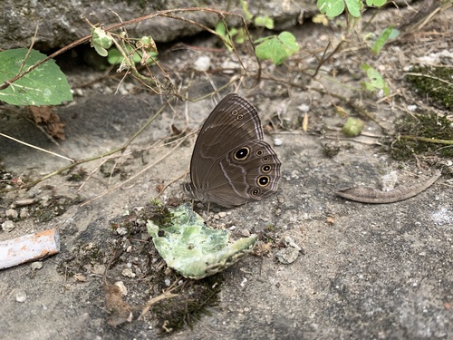 Lethe satyrina