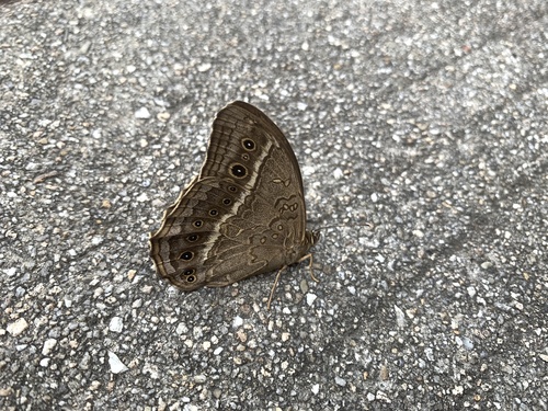 Black-spotted Labyrinth