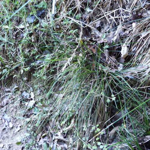 Harsh leaved bastard grass (Carex healyi)