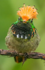 Spangled Coquette photo 5