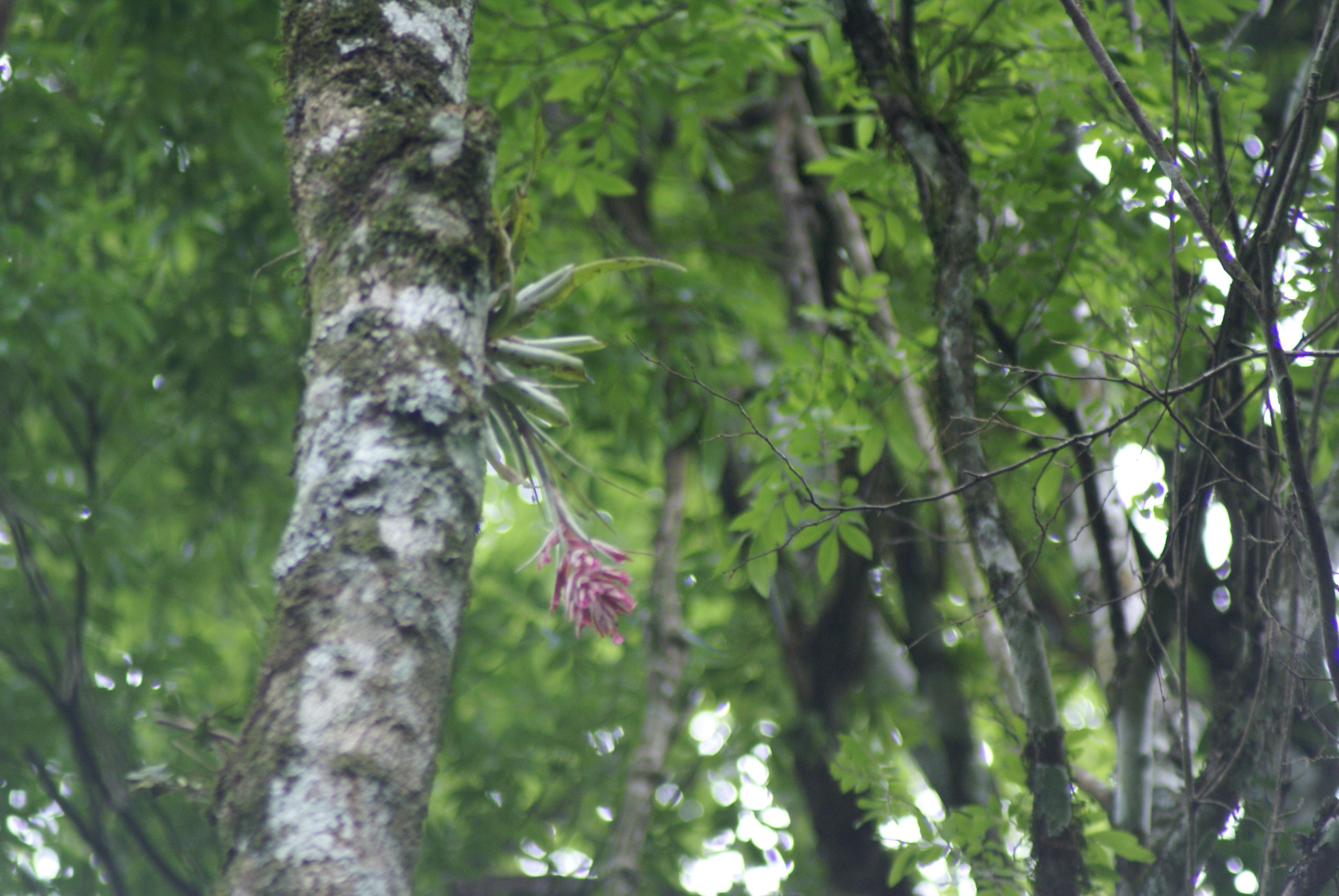 Tillandsia geminiflora