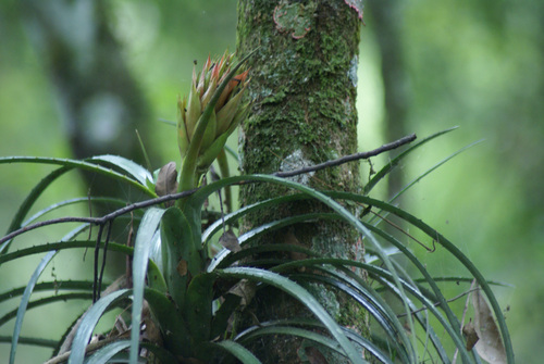Aechmea recurvata