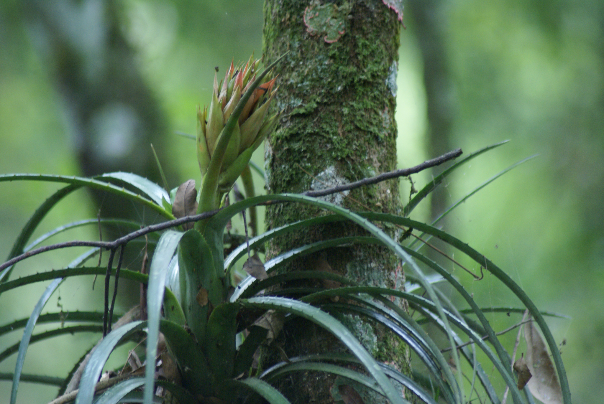 Aechmea recurvata