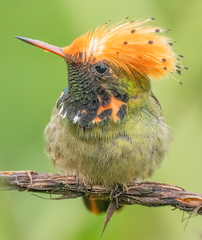 Spangled Coquette photo 1