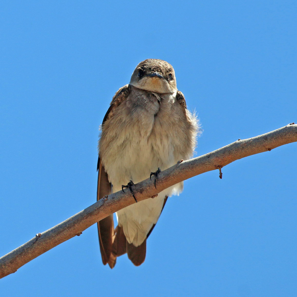 Northern Rough-winged Swallow from Canoa Ranch, AZ, USA on April 9 ...