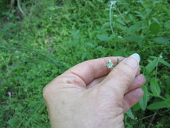 Myosotis macrosperma
