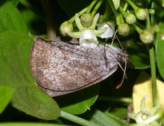 Pseudonympha magus