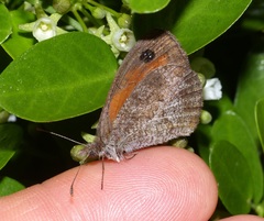 Pseudonympha magus