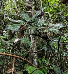 Costus acreanus