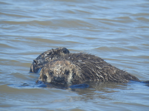 Sea otter