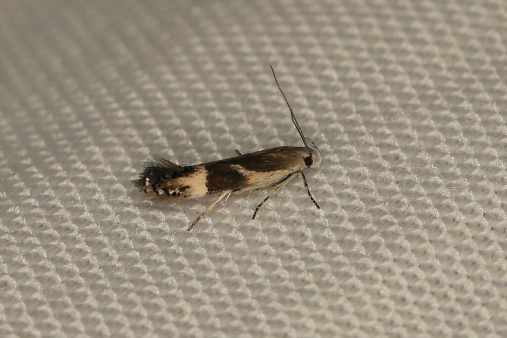 Aproaerema thaumalea