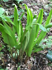 Asplenium scolopendrium