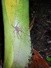 Phoneutria boliviensis