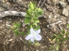 Barleria matopensis