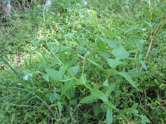 Myosotis macrosperma