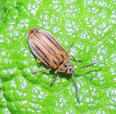 Ophraella notata