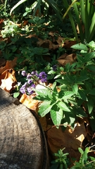 Heliotropium arborescens