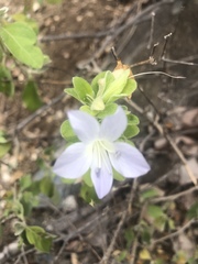 Barleria matopensis