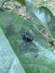 Stratiomyomorpha