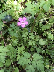 Geranium robertianum