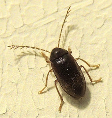 Ptilodactylidae