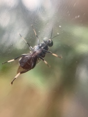 Stratiomyomorpha