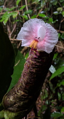 Costus acreanus