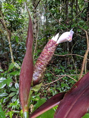 Costus acreanus